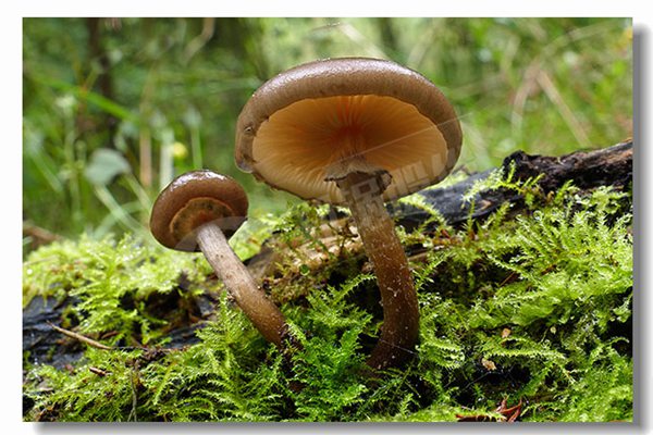 2噸天燃?xì)鉄崴仩t廠商哪家性價(jià)比高？