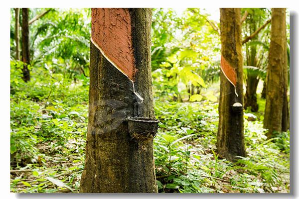 生物質(zhì)顆粒鍋爐多少錢？