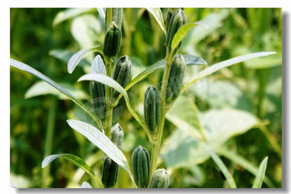 循環(huán)流化床鍋爐內(nèi)有傳熱過程有哪些？